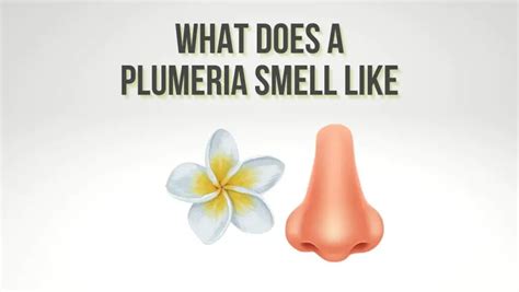 perfume that smells like plumeria